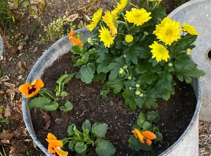 Appartement Stemicar Dans Les Landes *